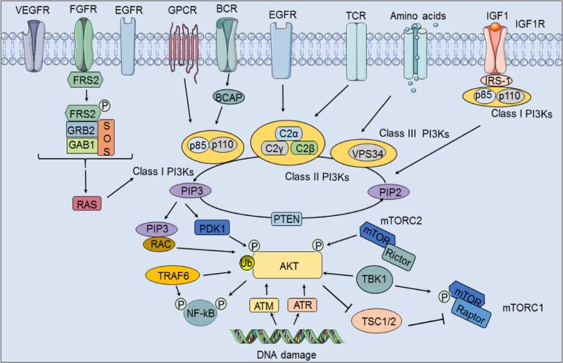 PI3K/AKT/mTOR pathway diagram
